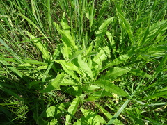 Crepis sibirica