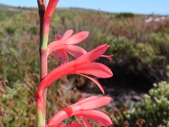 Watsonia meriana