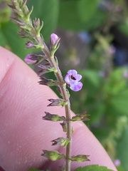 Mosla dianthera