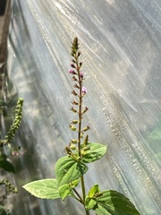 Mosla dianthera