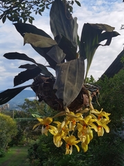 Stanhopea wardii