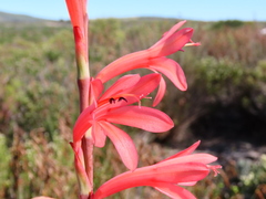 Watsonia meriana