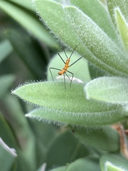Zelus longipes