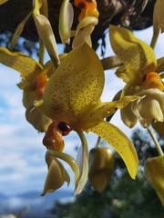Stanhopea wardii