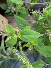 Mosla dianthera