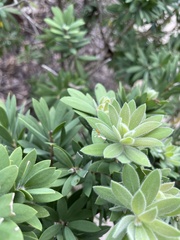 Zelus longipes