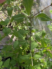 Mosla dianthera
