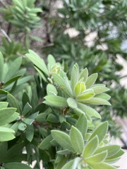 Zelus longipes