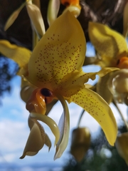 Stanhopea wardii
