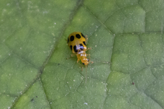 Paridea octomaculata