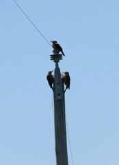 Colaptes campestris campestroides