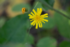 Hieracium