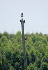 Colaptes campestris campestroides