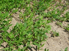 Polygonum aviculare