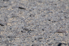 Phrynocephalus versicolor