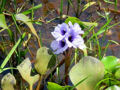 Pontederia azurea
