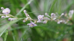 Liriope graminifolia