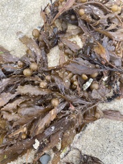 Sargassum