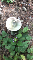 Heterophyllidia