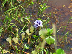 Pontederia azurea