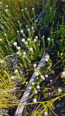 Phylica curvifolia