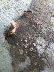 Brachyponera chinensis