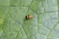 Paridea octomaculata