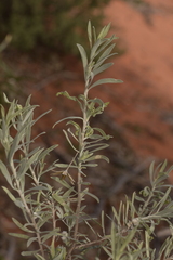 Eremophila