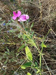 Lathyrus latifolius
