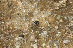 Bagrada hilaris