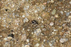 Bagrada hilaris