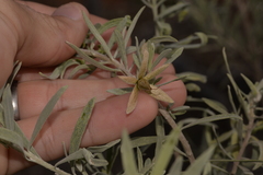 Eremophila