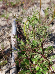 Ursinia