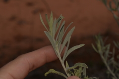 Eremophila