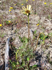 Ursinia