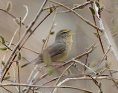 Phylloscopus griseolus