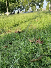 Eragrostis atrovirens