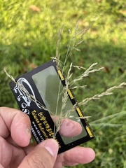 Eragrostis atrovirens