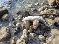 Phocoena phocoena