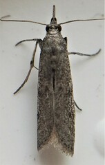 Phycitodes reliquellum