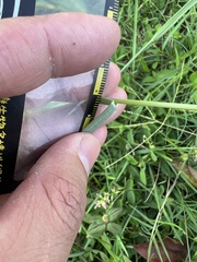 Eragrostis atrovirens