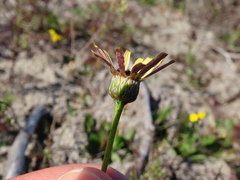 Ursinia