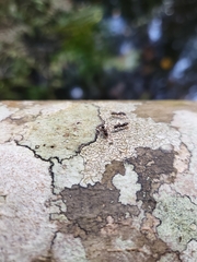 Brachyponera chinensis