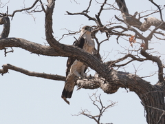 Aquila spilogaster