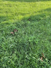 Eragrostis atrovirens