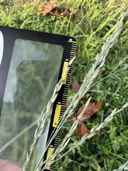 Eragrostis atrovirens