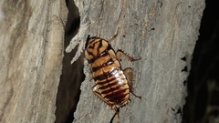 Melanozosteria triangulata