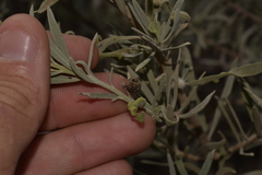 Eremophila