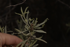 Eremophila