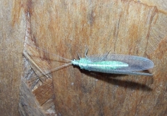 Chrysoperla